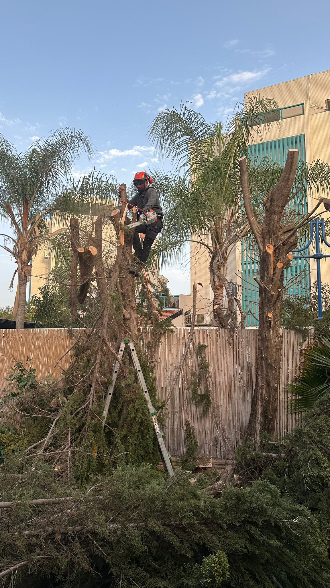 דמיטרי וינר