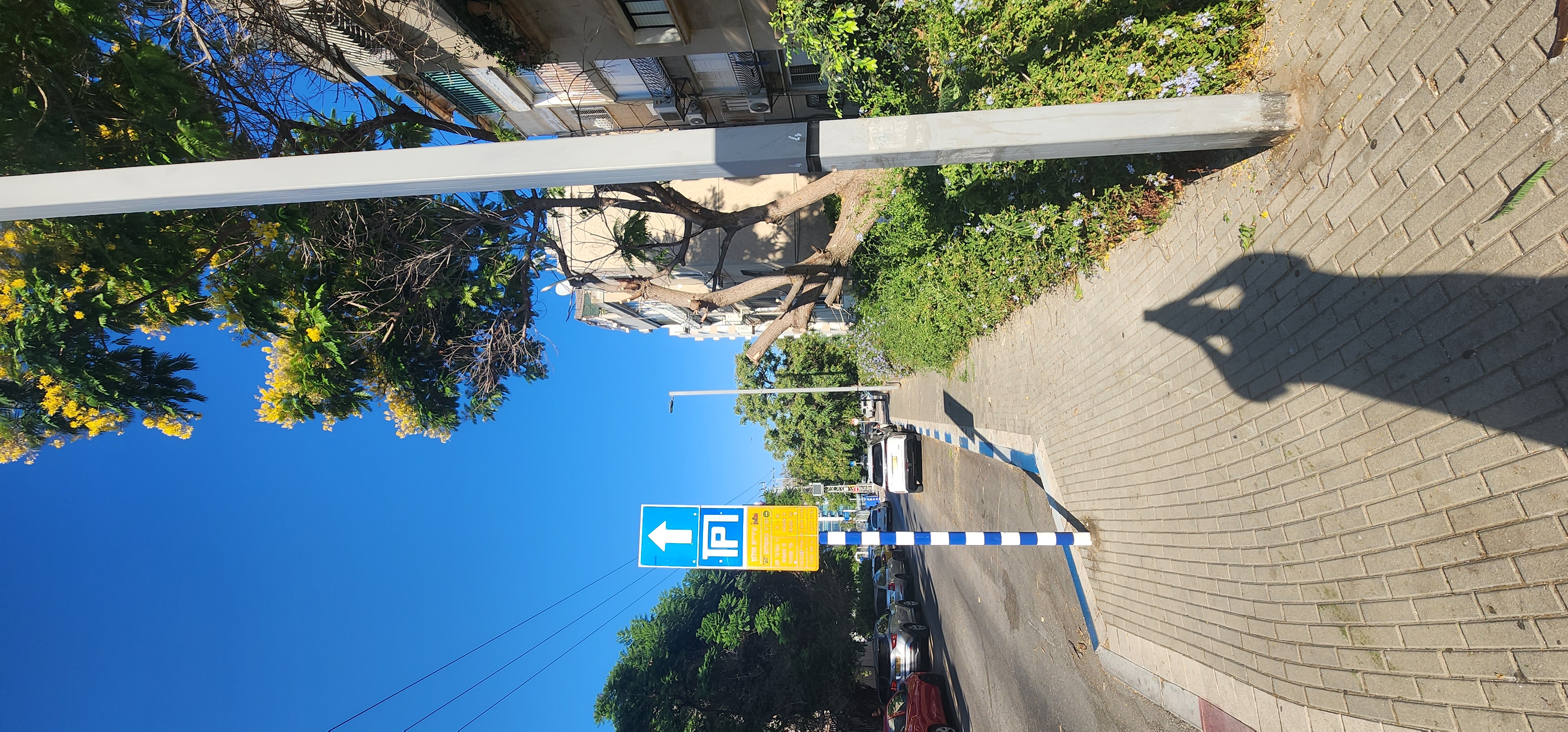 עץ לאחר גיזום בהרצליה