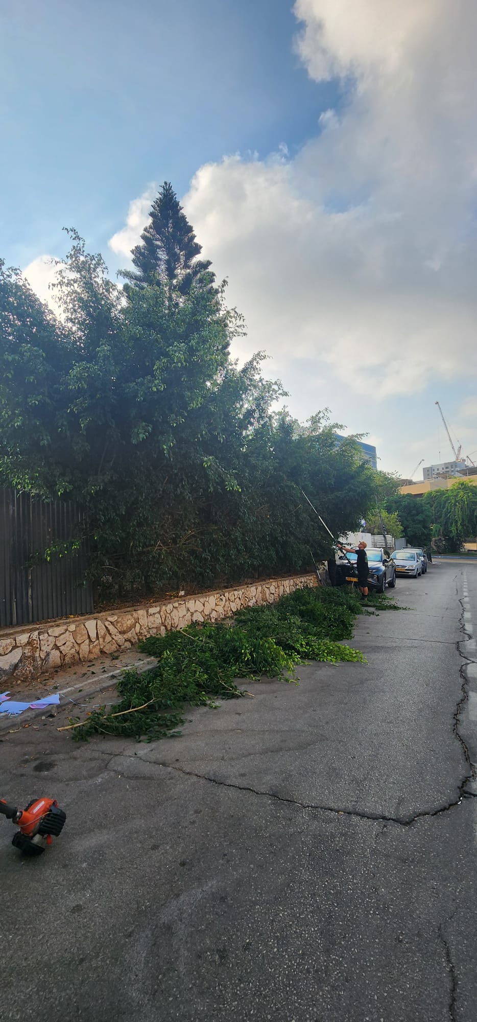 גיזום גדר פיקוס ושיחים בקריית אונו – תיעוד מהשטח 3