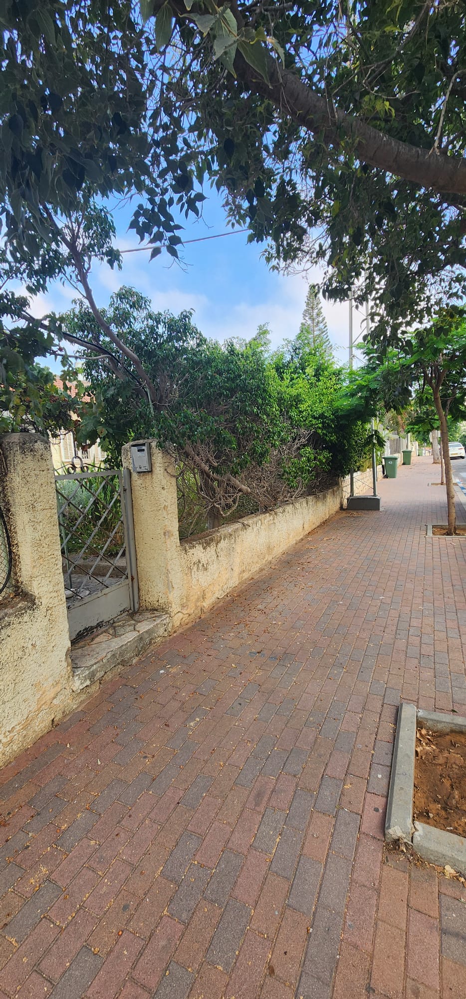 גיזום גדר פיקוס ושיחים בקריית אונו – תיעוד מהשטח 7