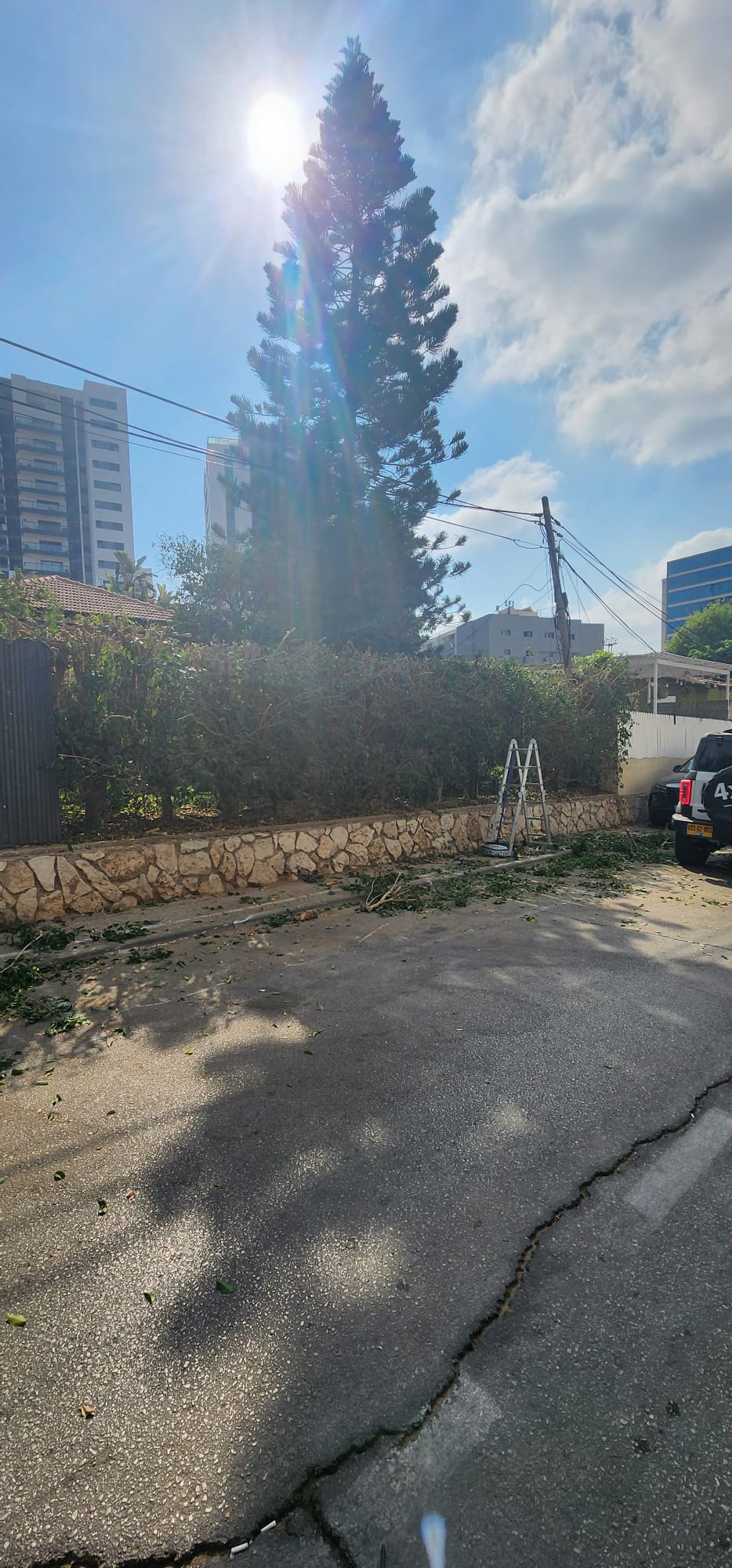 גיזום גדר פיקוס ושיחים בקריית אונו – תיעוד מהשטח 8