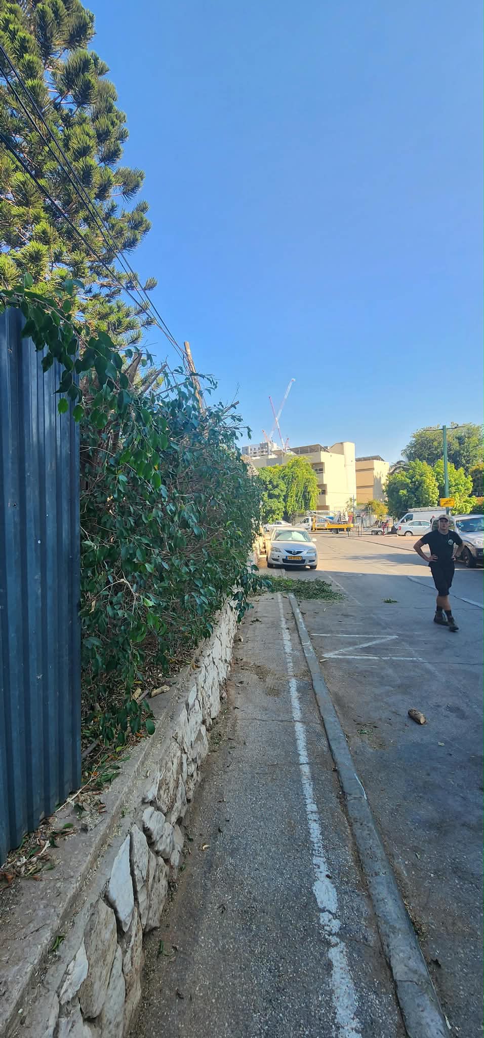 גיזום גדר פיקוס ושיחים בקריית אונו – תיעוד מהשטח 9