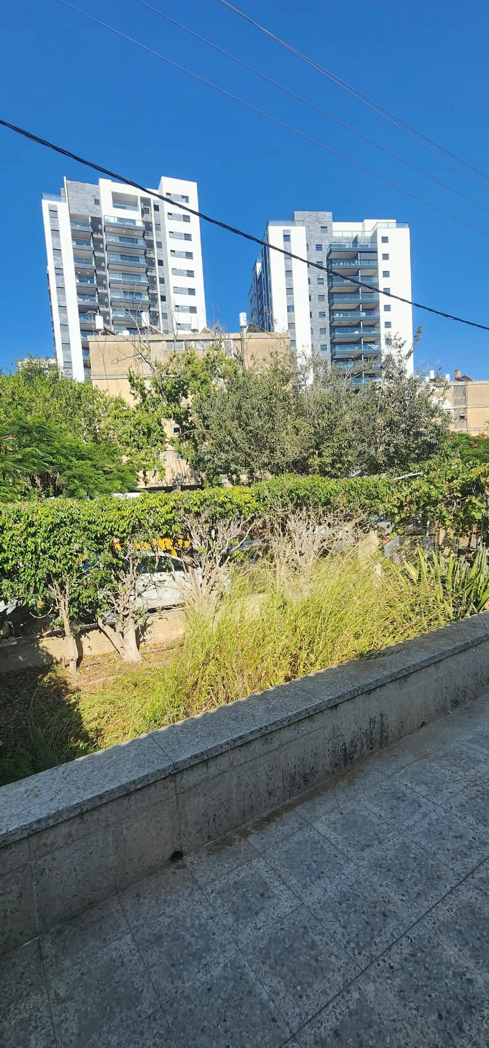 גיזום גדר פיקוס ושיחים בקריית אונו – תיעוד מהשטח 10