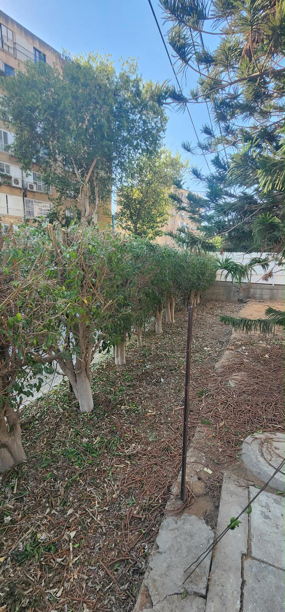 גיזום גדר פיקוס ושיחים בקריית אונו – תיעוד מהשטח 11