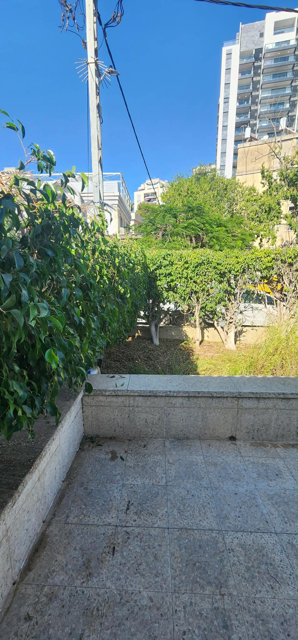 גיזום גדר פיקוס ושיחים בקריית אונו – תיעוד מהשטח 12
