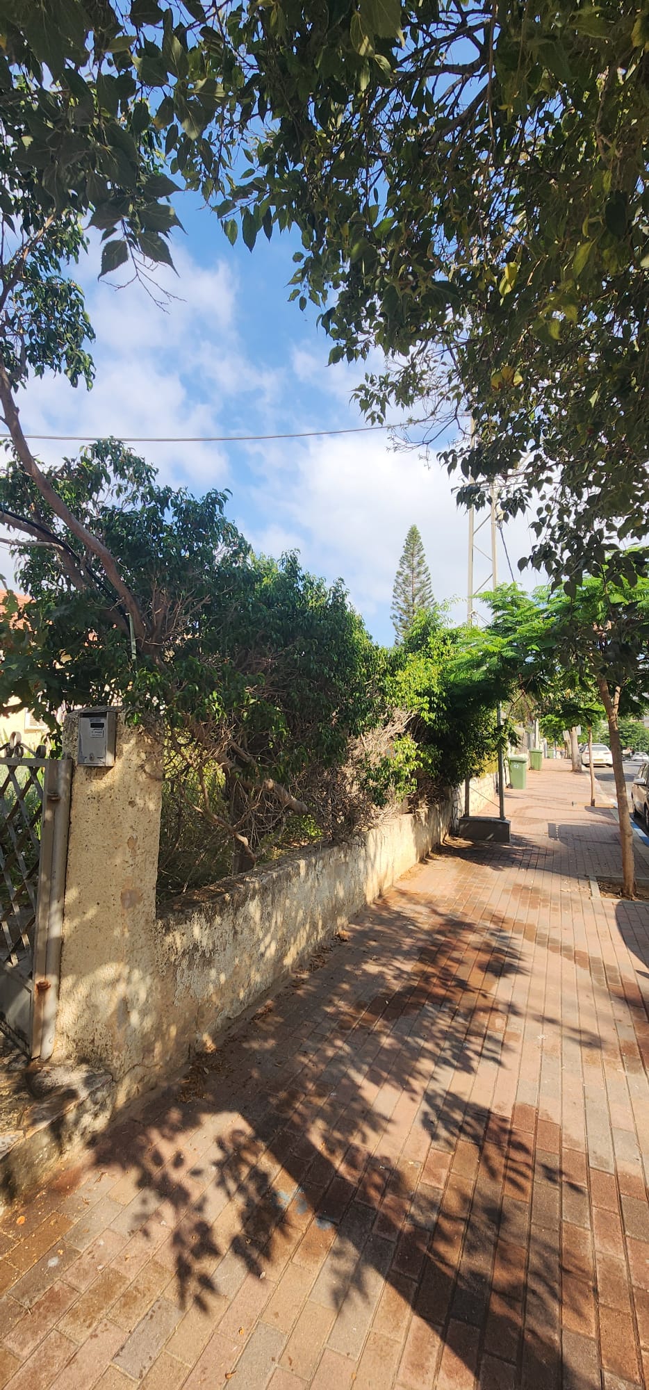 גיזום גדר פיקוס ושיחים בקריית אונו – תיעוד מהשטח 13