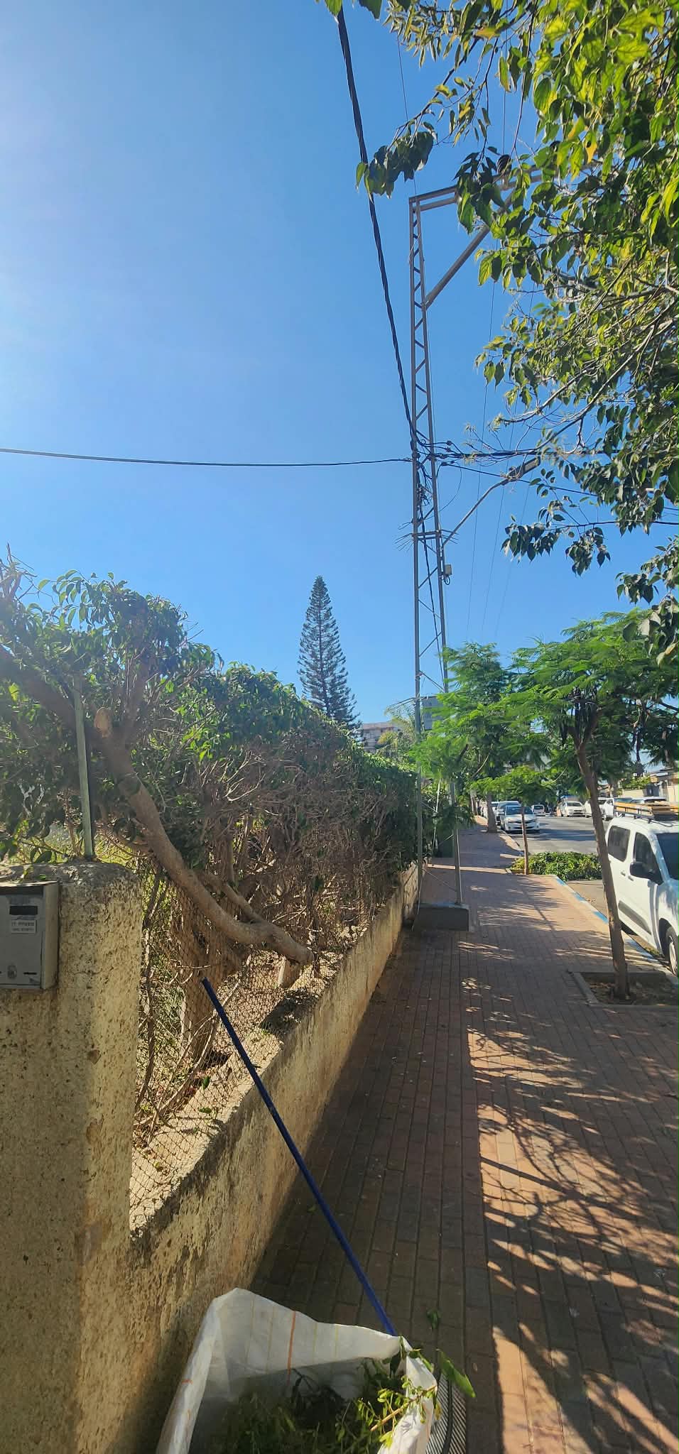 גיזום גדר פיקוס ושיחים בקריית אונו – תיעוד מהשטח 14