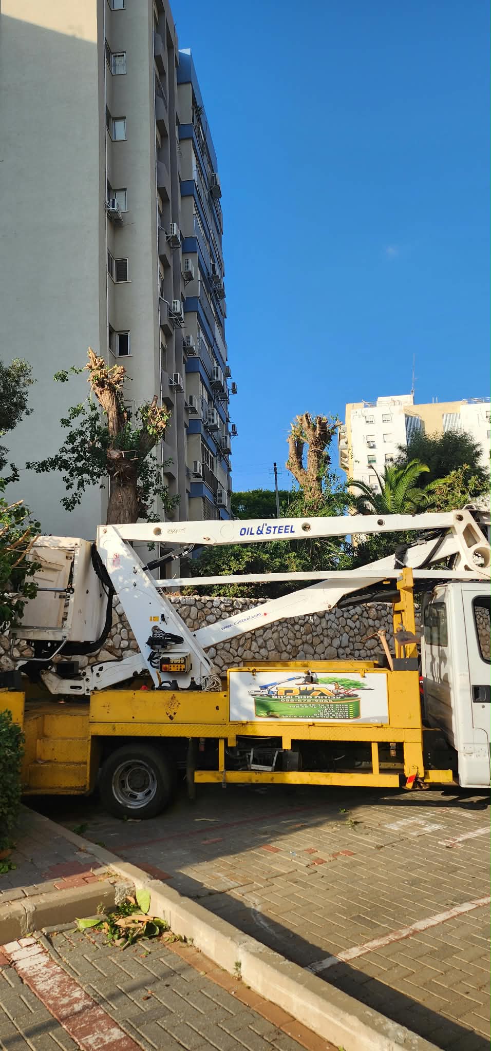 גיזום וכריתת עצים בנתניה – תיעוד מהשטח 5