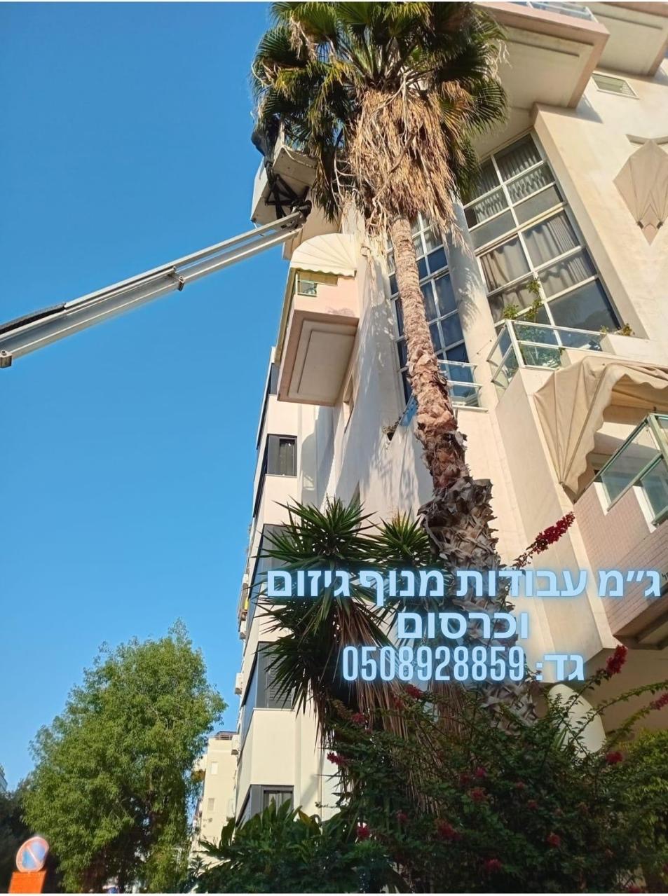 עבודת גיזום