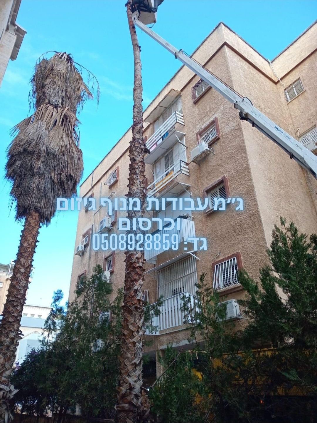 עבודת גיזום