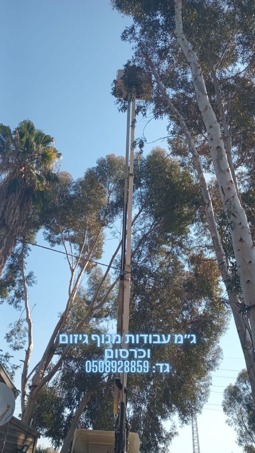 עבודת גיזום